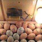 MODULE 7 : INCUBATION DES OEUFS