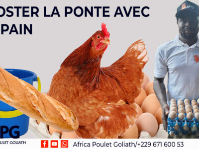 MODULE 6 : LA PONTE CHEZ LES POULES