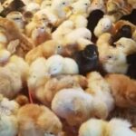 MODULE 3: REUSSIR LE DEMARRAGE DES POUSSINS