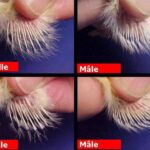 MODULE 8 : SEXAGE DES POUSSINS v2