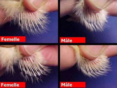 sexage-poussin-ailes MODULE 8 : SEXAGE DES POUSSINS v2