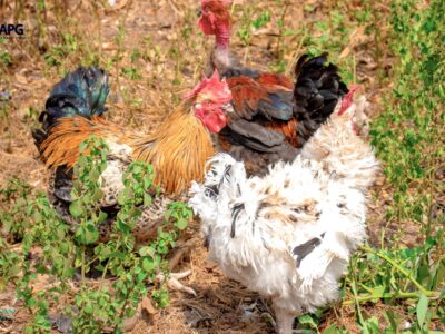 MODULE 1 : GÉNÉRALITÉS SUR L’AVICULTURE BIOLOGIQUE.