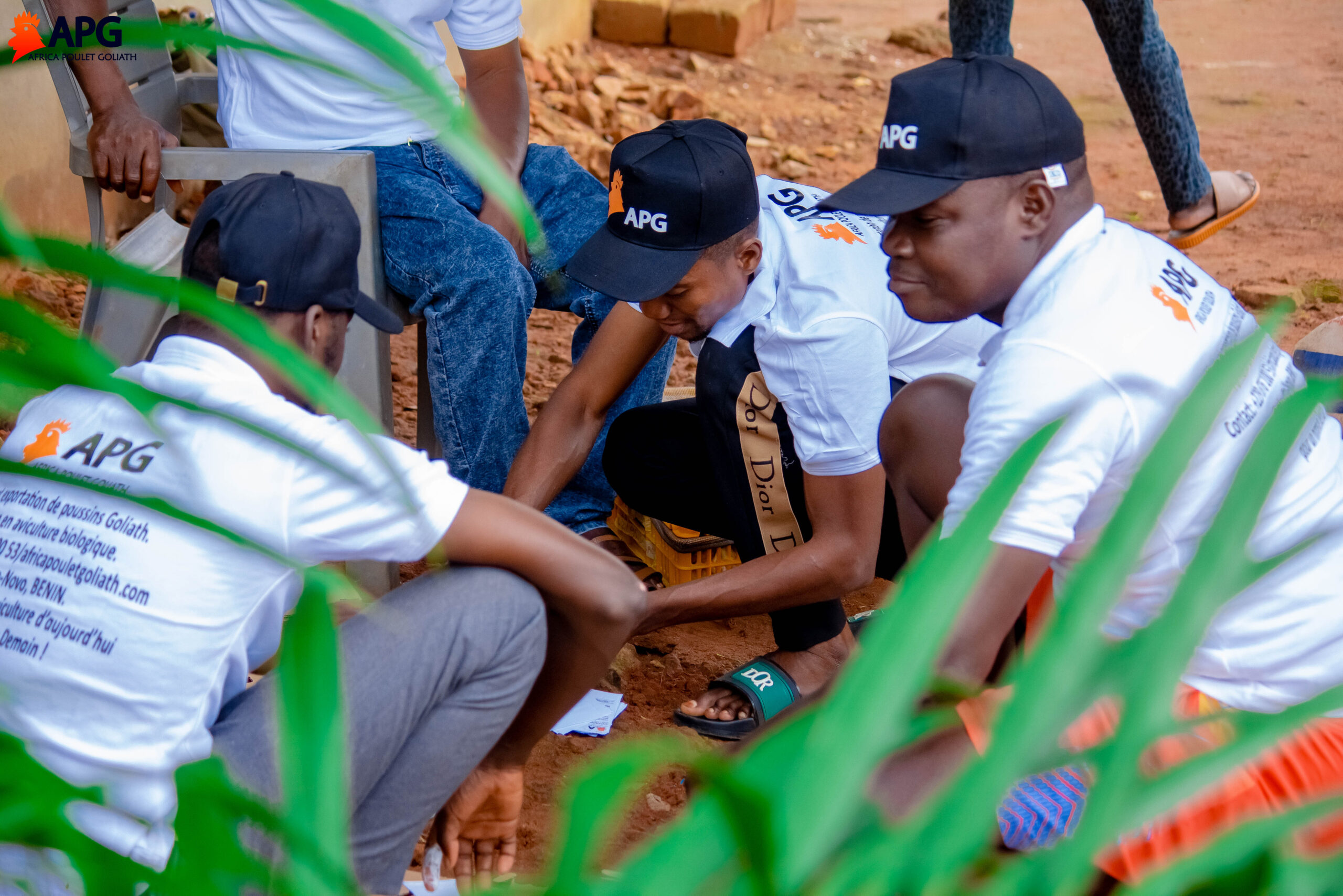 Africa Poulet Goliath