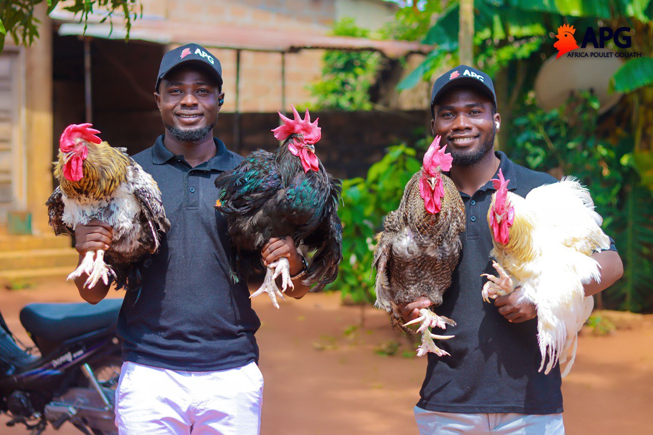 Aviculture en Afrique