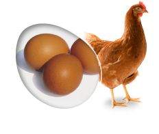 La poule pondeuse (type Lohmann Brown ou Isa Brown)