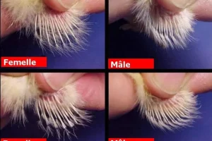 sexage-poussin-ailes sexage poussin